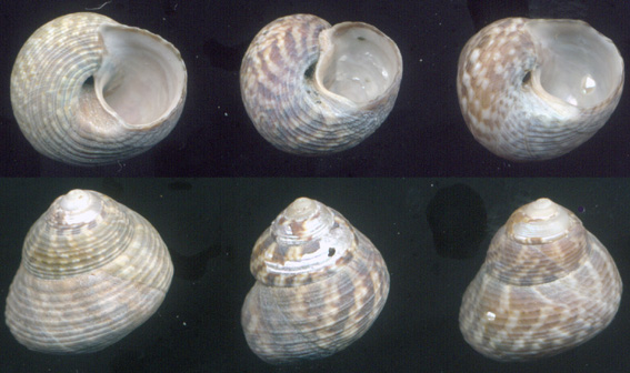 Gibbula adriatica